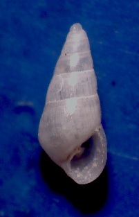 Odostomia plicata?